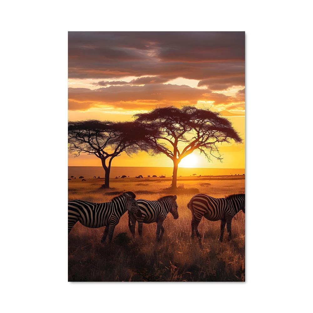 Poster Harmonies Zébrées