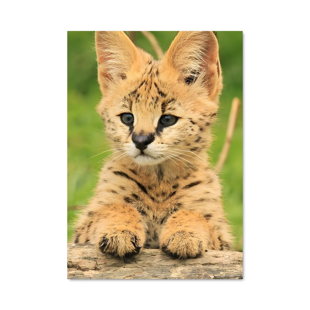 Poster Petit Serval