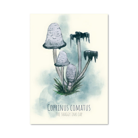 Poster Corins Fungi
