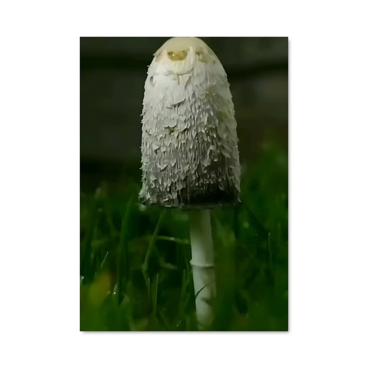Poster Chapeau de Champignon