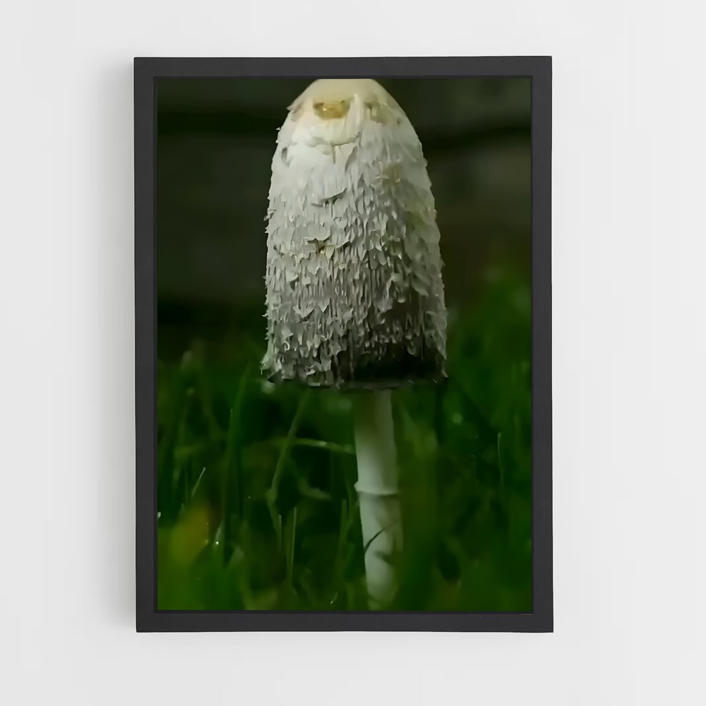 ap-shaggy mane-2 cadre Noir