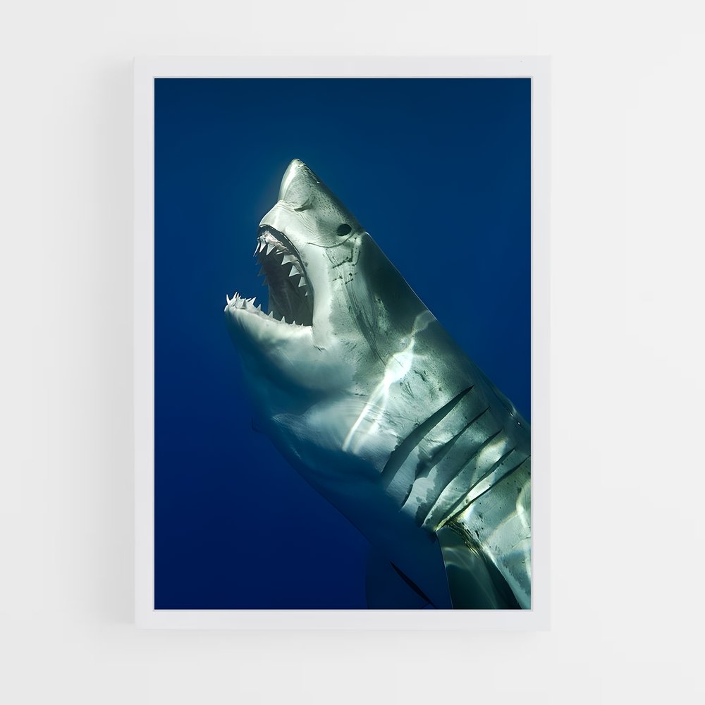 ap-shark-1 cadre Blanc