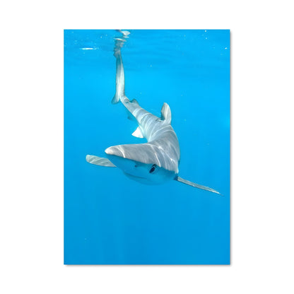 Poster L'Océan Sauvage