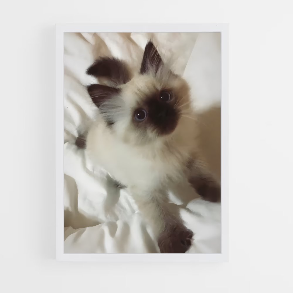 ap-siamese-2 cadre Blanc