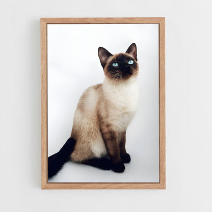 ap-siamese-5 cadre Bois clair