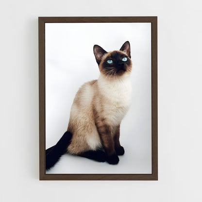 ap-siamese-5 cadre Bois foncé