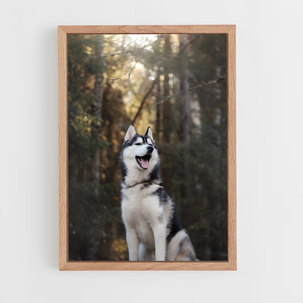 ap-siberian husky champions-1 cadre Bois clair
