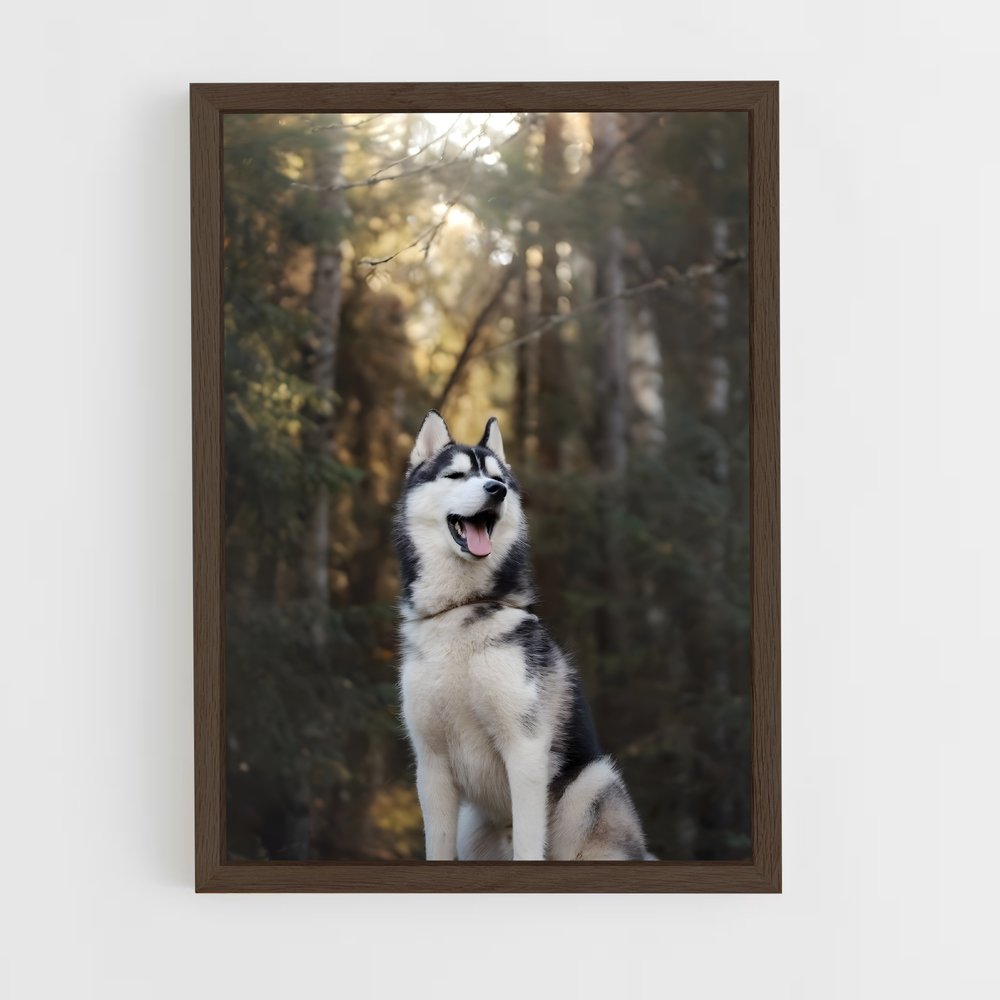 ap-siberian husky champions-1 cadre Bois foncé