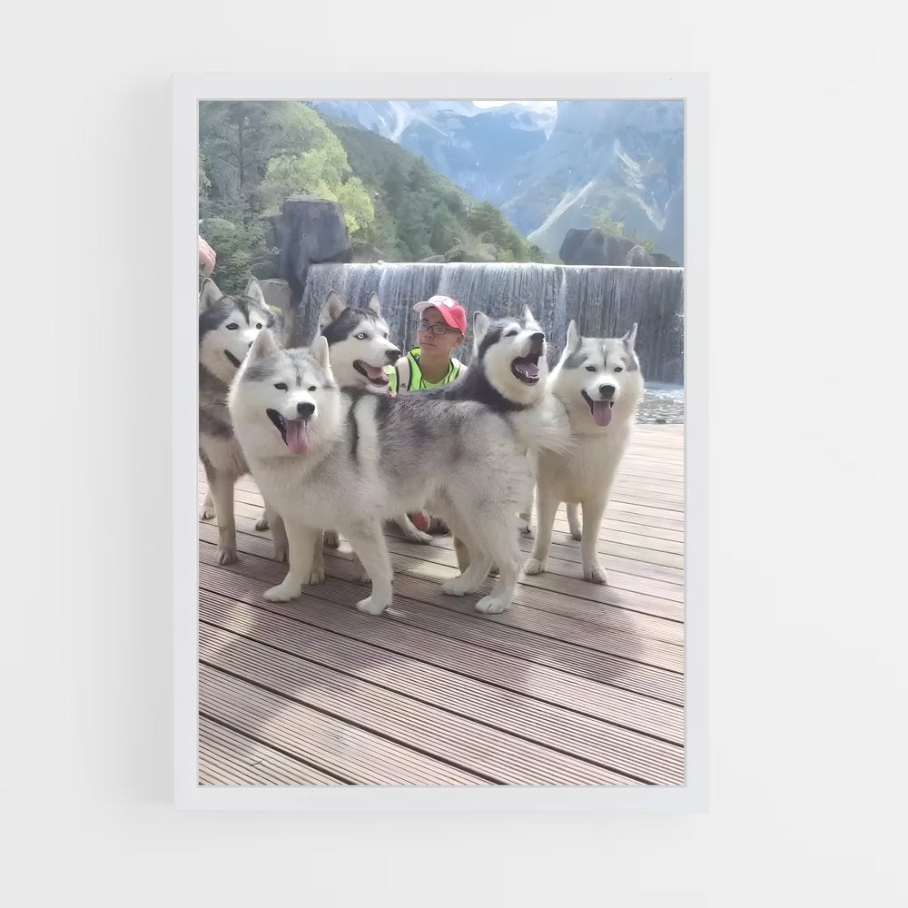 ap-siberian husky champions-2 cadre Blanc