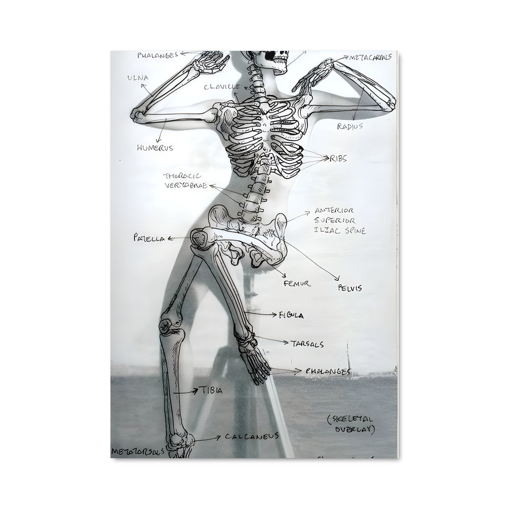 Poster Skeleton Dance