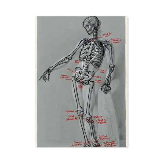 Poster Anatomie Squelettique