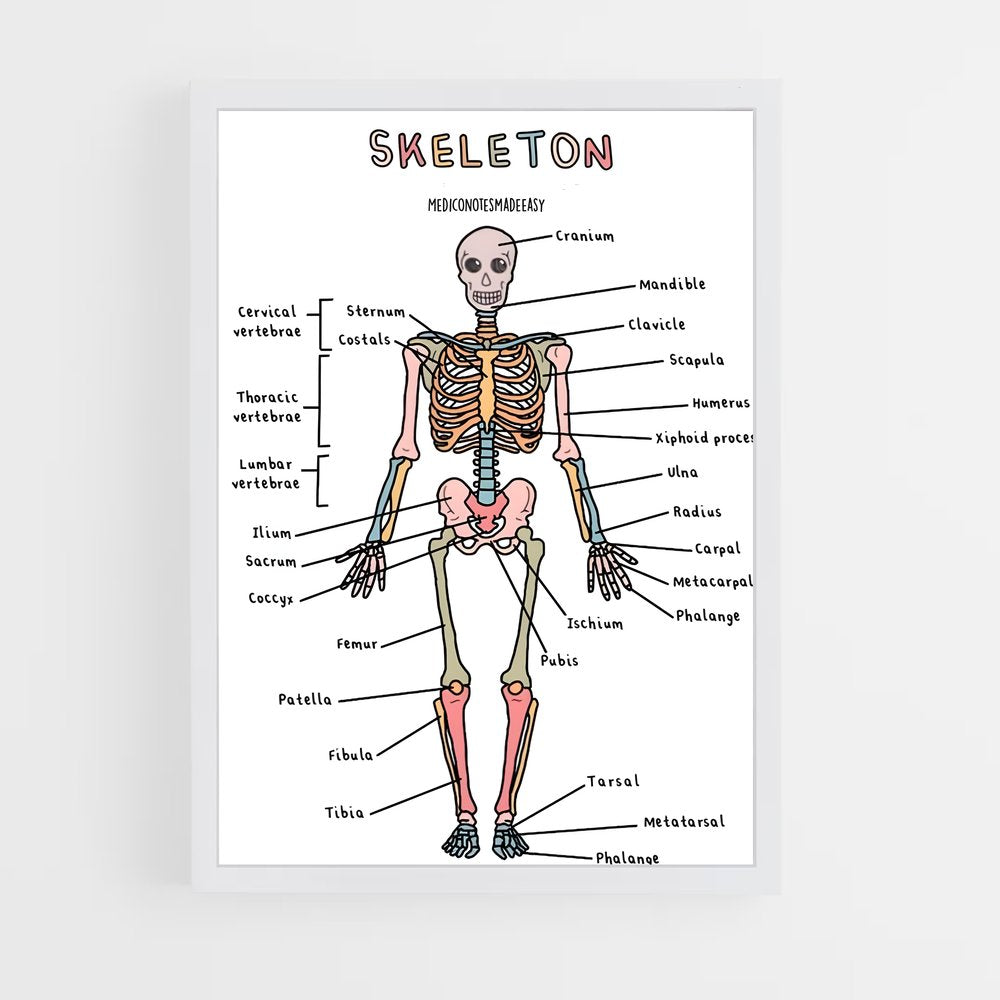 ap-skeleton-8 cadre Blanc