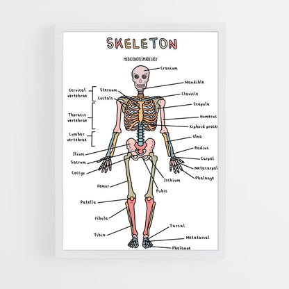 ap-skeleton-8 cadre Blanc