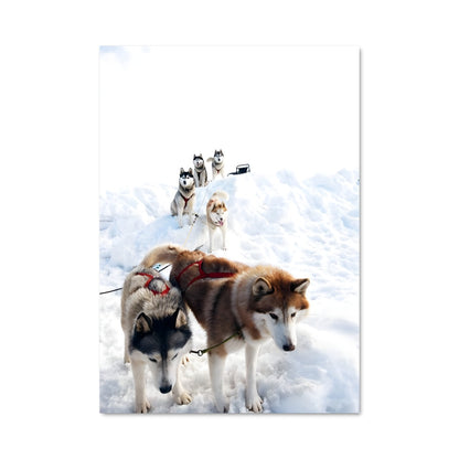 Poster Aventure Arctique