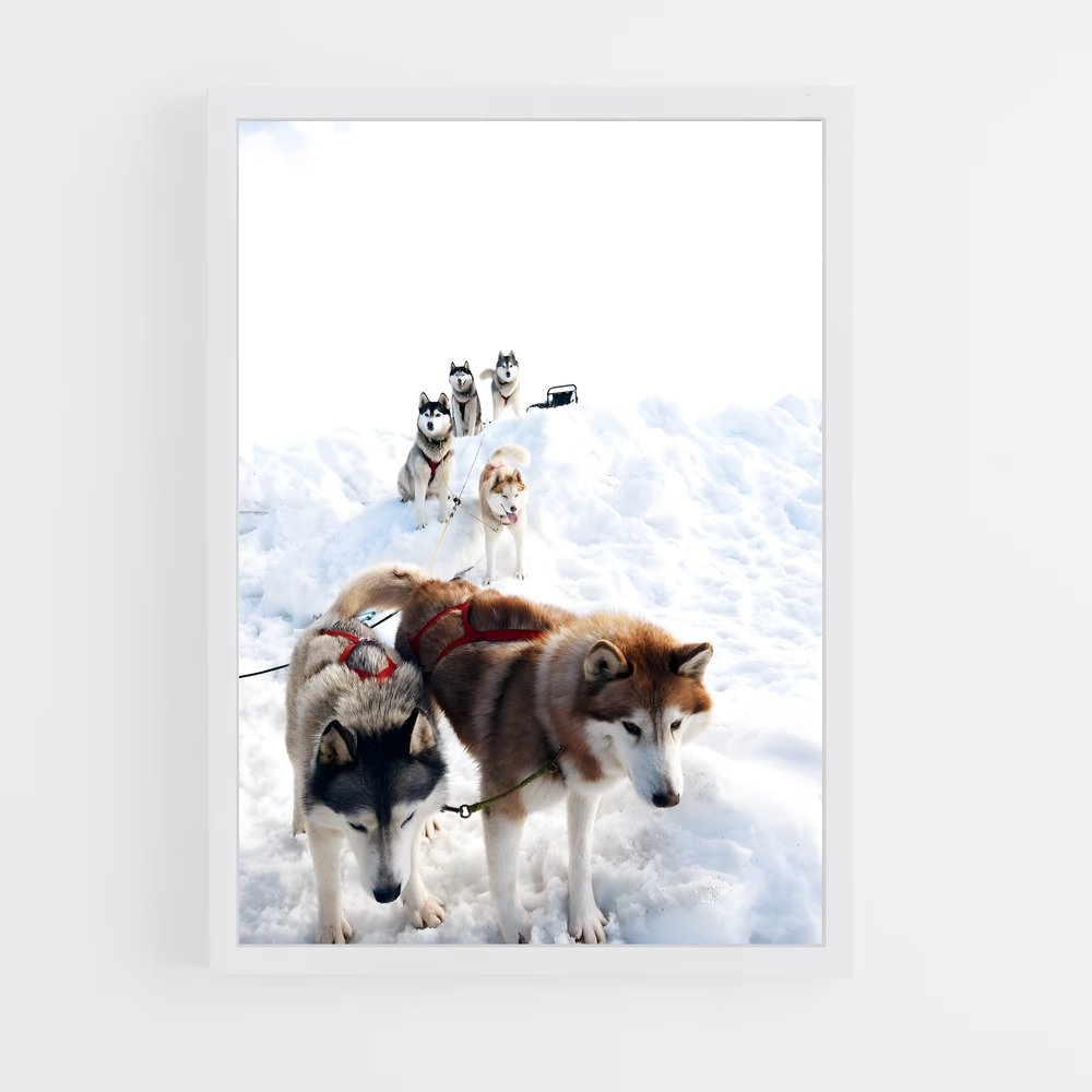 ap-sled dog teams alaska-2 cadre Blanc