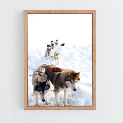 ap-sled dog teams alaska-2 cadre Bois clair