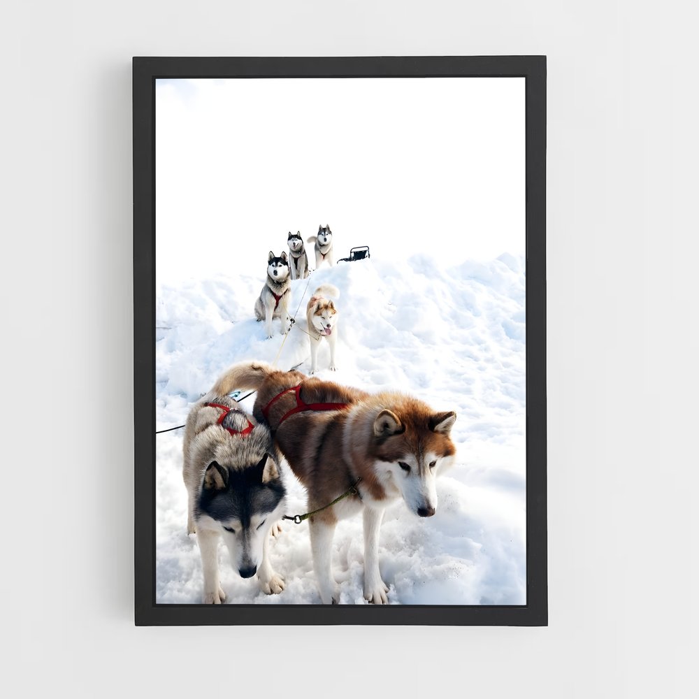 ap-sled dog teams alaska-2 cadre Noir