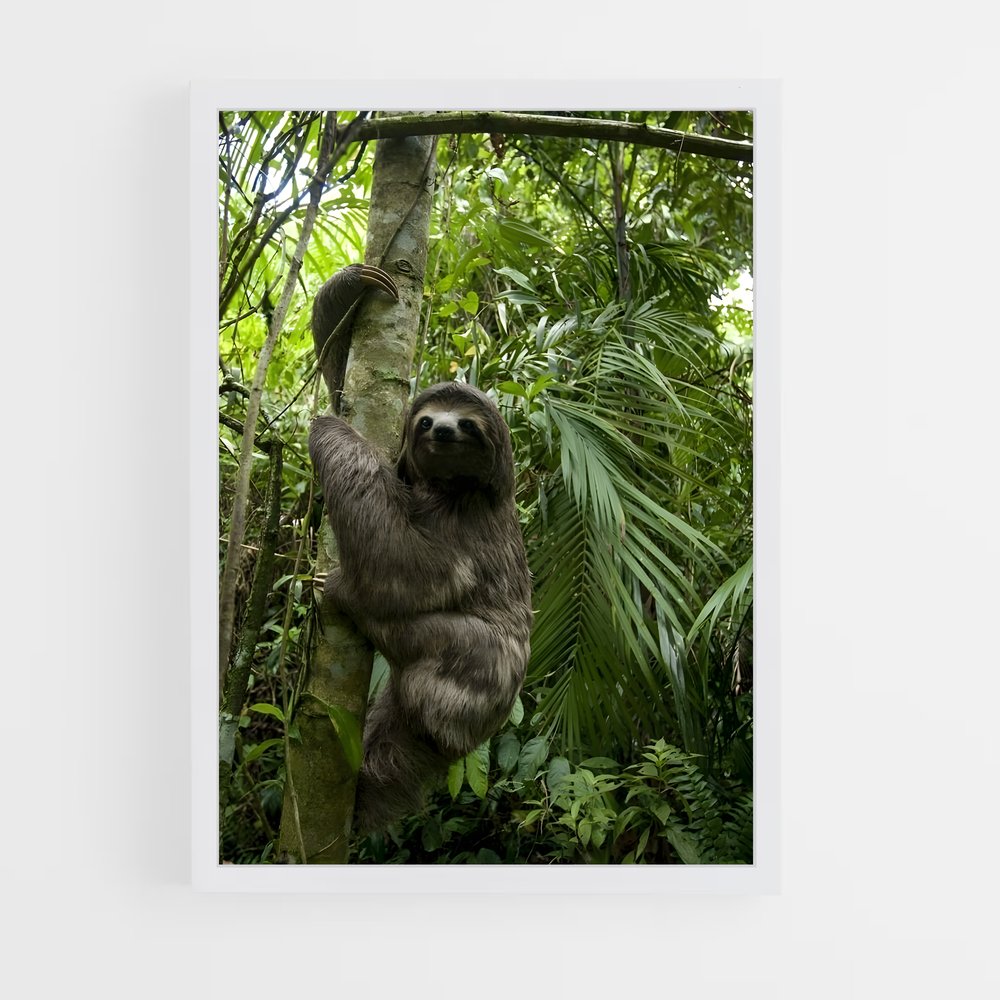 ap-sloth-4 cadre Blanc