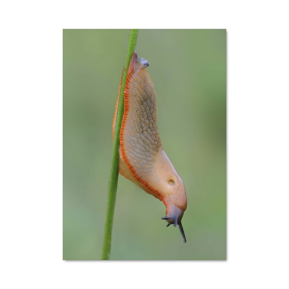 Poster Escargot Éloquent