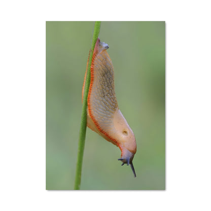 Poster Escargot Éloquent