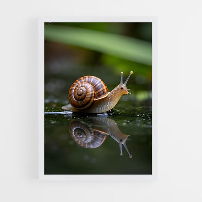 ap-snail-1 cadre Blanc