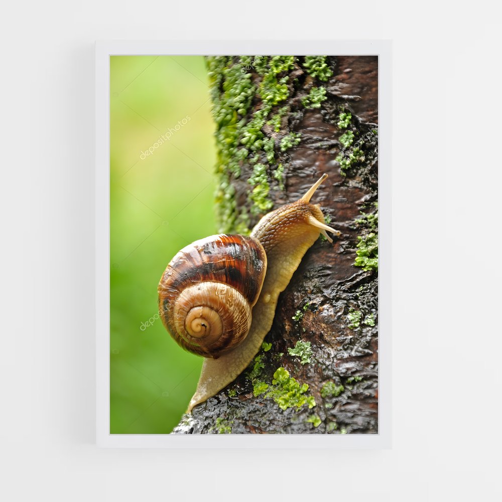 ap-snail-2 cadre Blanc
