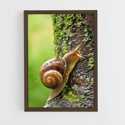 ap-snail-2 cadre Bois foncé