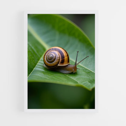 ap-snail-3 cadre Blanc