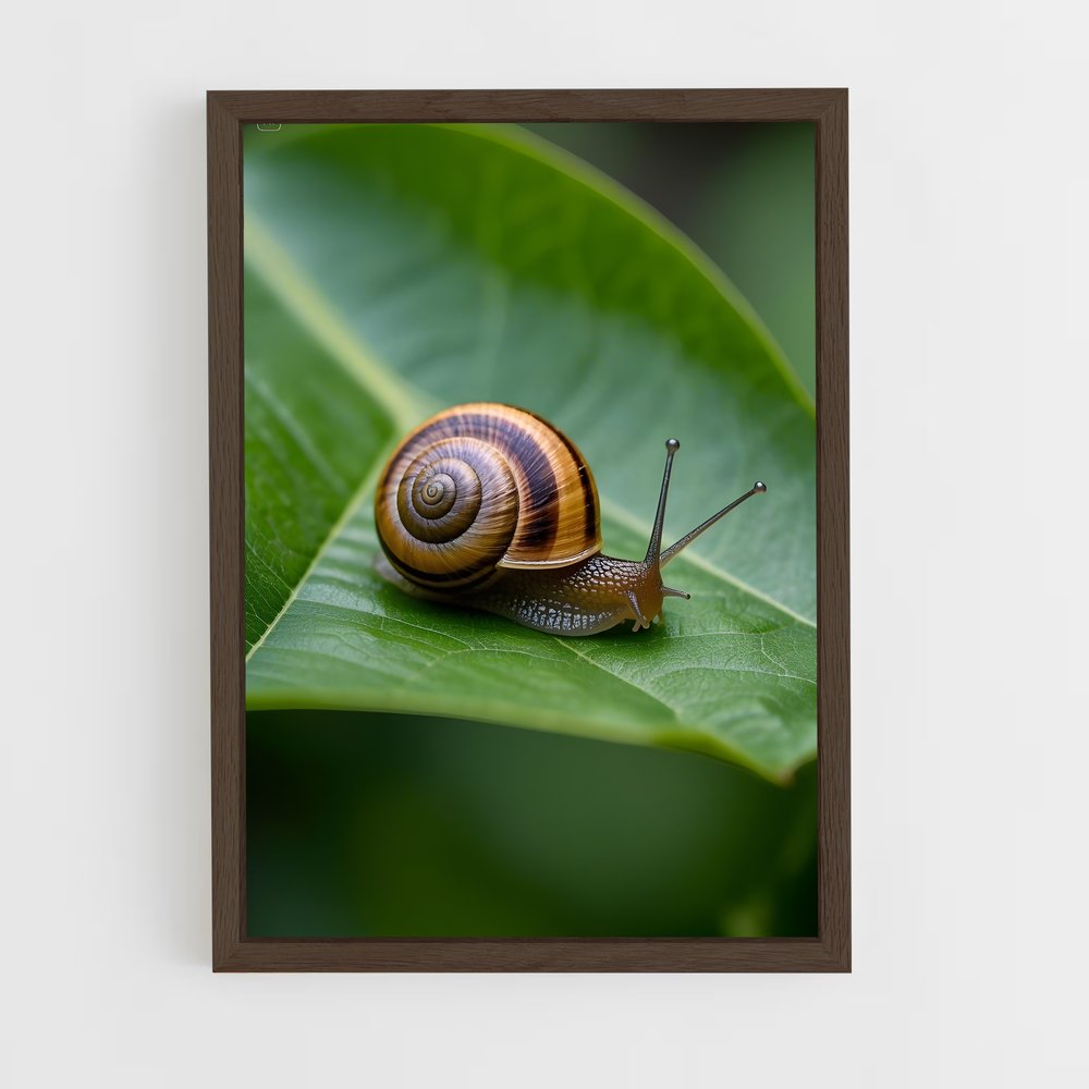 ap-snail-3 cadre Bois foncé