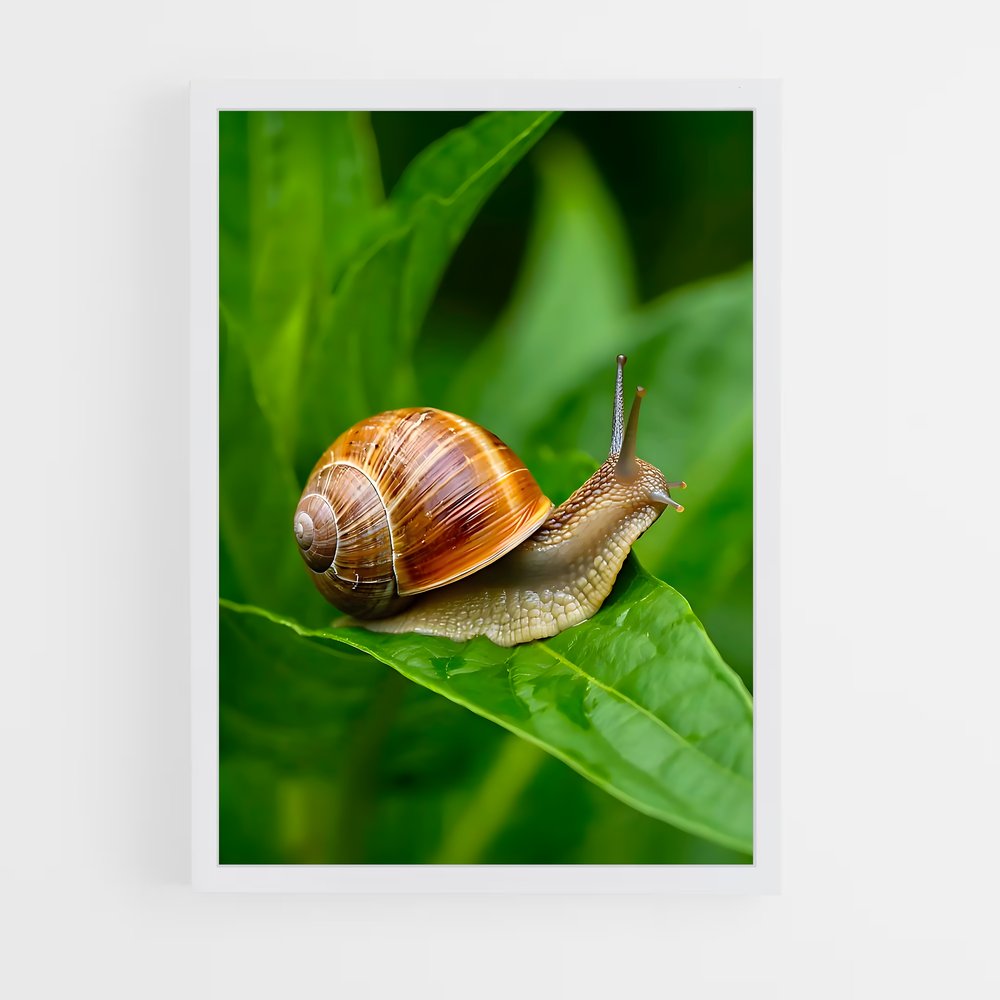 ap-snail-4 cadre Blanc
