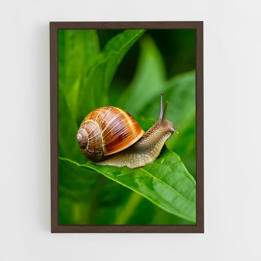 ap-snail-4 cadre Bois foncé