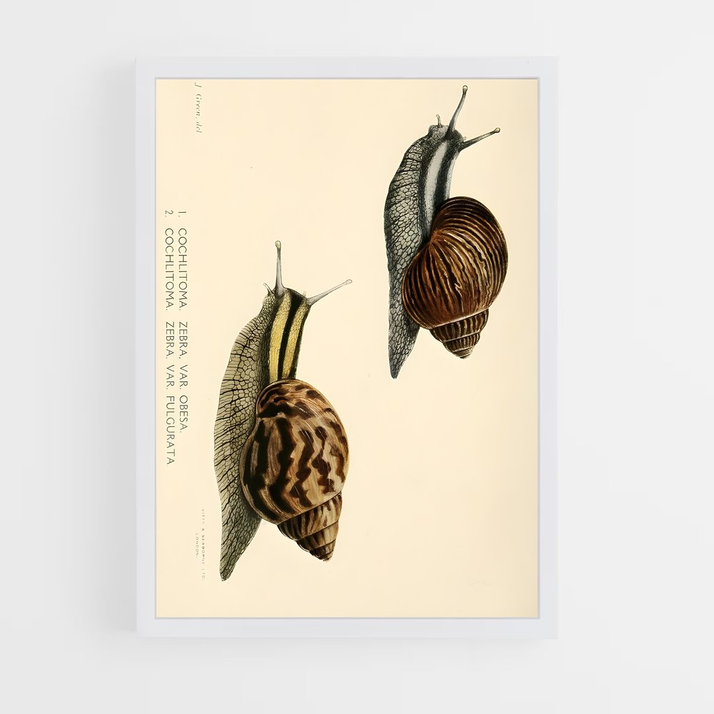 ap-snail-6 cadre Blanc