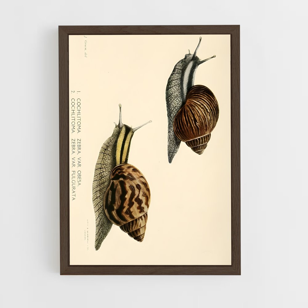 ap-snail-6 cadre Bois foncé