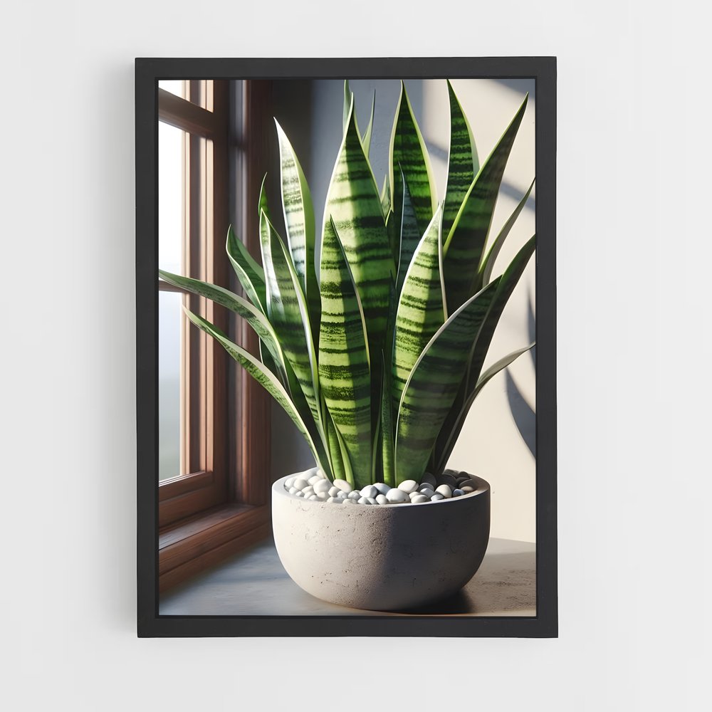 ap-snake plant-2 cadre Noir