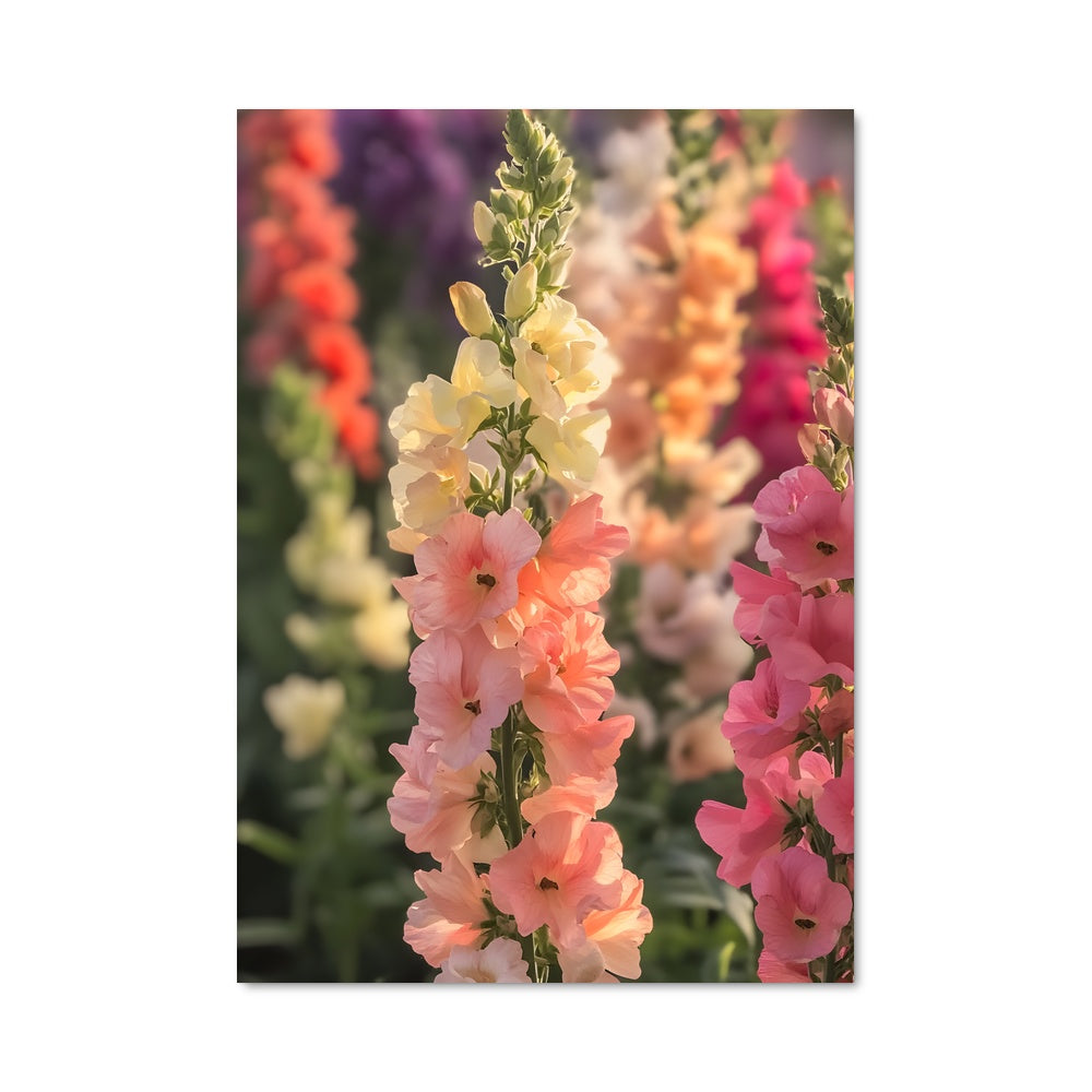 Poster Fleur de Snapdragon