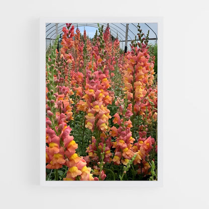 ap-snapdragon-3 cadre Blanc