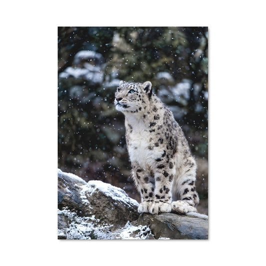 Poster Le Léopard des Neiges