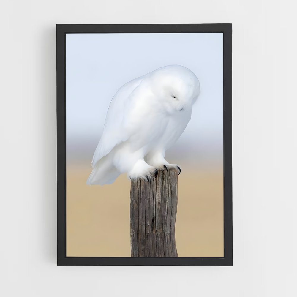 ap-snowy owl-11 cadre Noir
