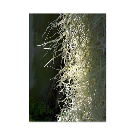 Poster Mousse Espagnole