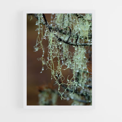 ap-spanish moss-3 cadre Blanc