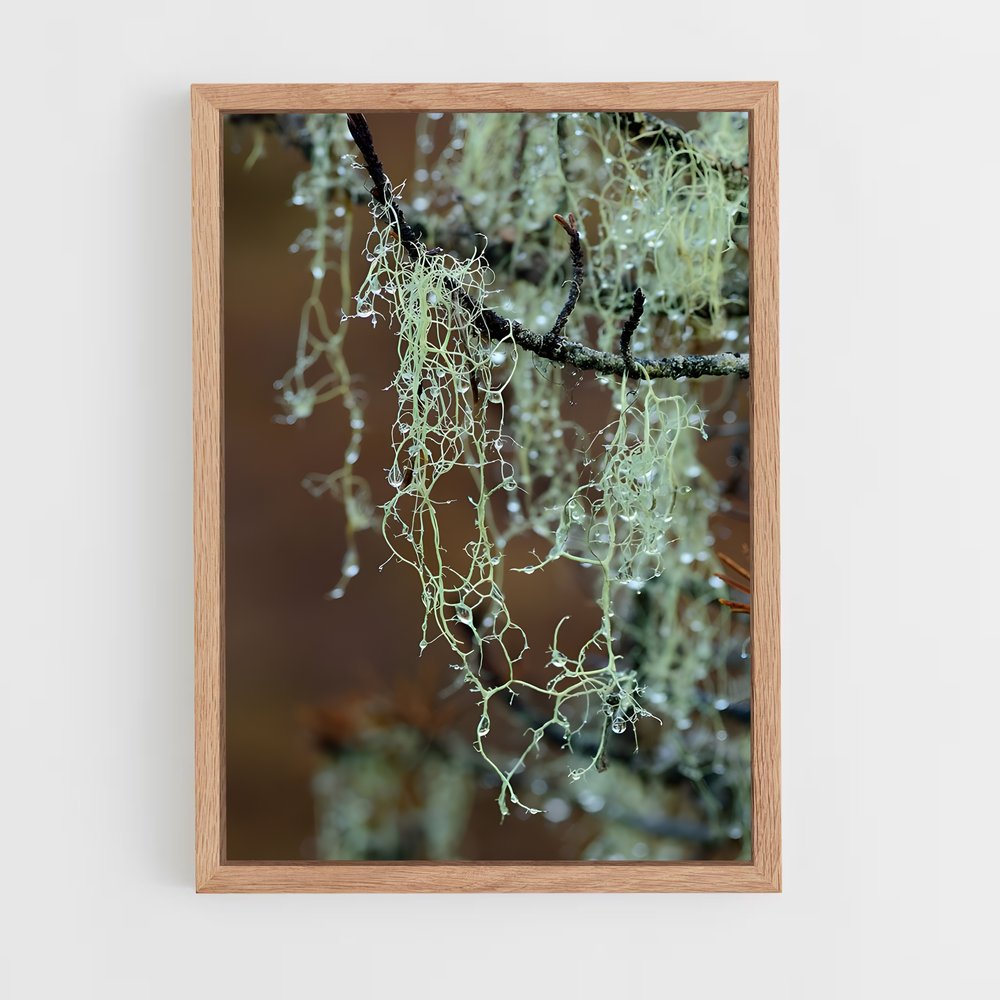 ap-spanish moss-3 cadre Bois clair