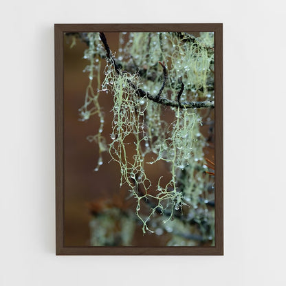 ap-spanish moss-3 cadre Bois foncé