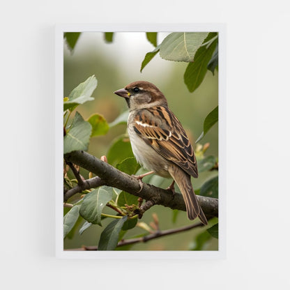 ap-sparrow-1 cadre Blanc