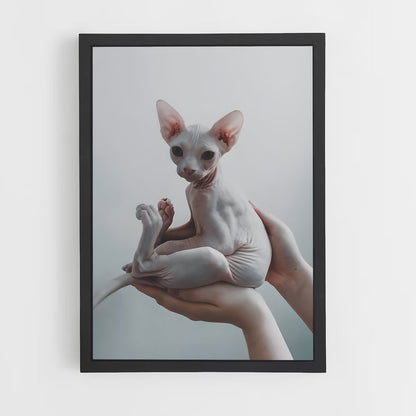 ap-sphynx-2 cadre Noir