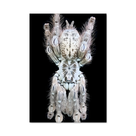 Poster Araignée Inversée