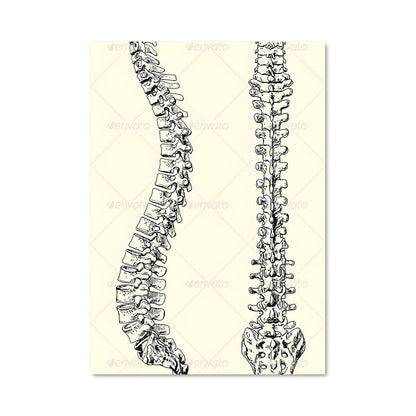Poster Anatomie Éthérée