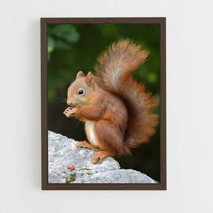 ap-squirrel-3 cadre Bois foncé