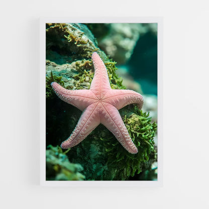 ap-starfish-2 cadre Blanc