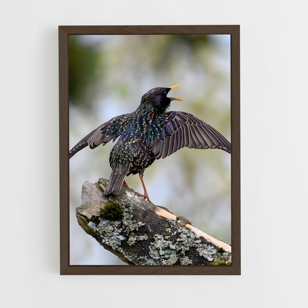 ap-starling-5 cadre Bois foncé
