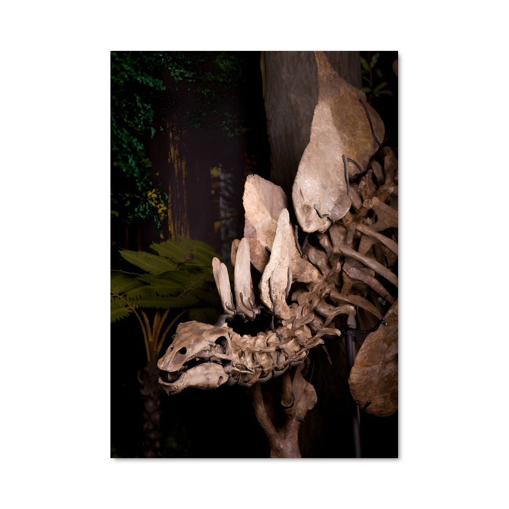 Poster Crâne de Stegosaurus